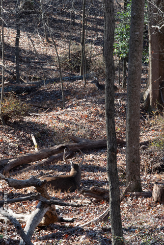 deer laying in the forest