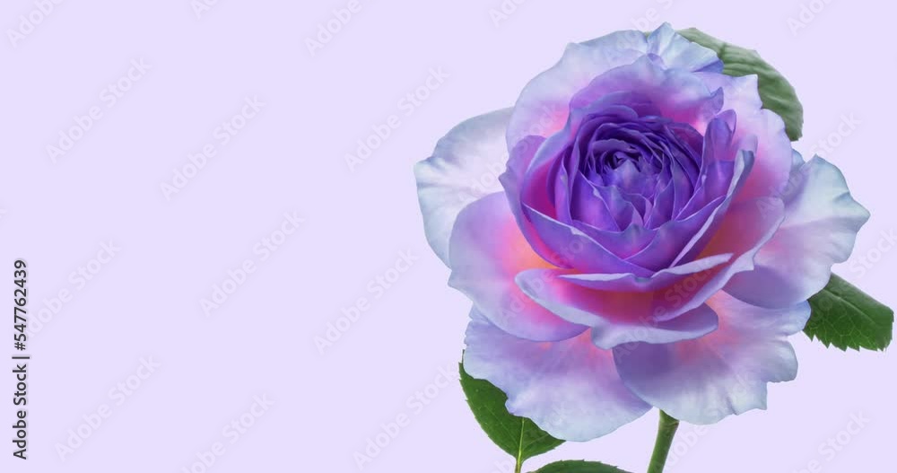 Amazing pink blue rose flower background. Trend colour 2022 Wedding backdrop, Valentine's Day concept. Mother's day, Holiday, Love, birthday Amazing pink blue rose flower background. Trend colour 2022 Wedding backdrop, Valentine's Day concept. Mother's day, Holiday, Love, birthday