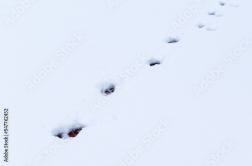 Footprints of wild animals and birds on deep white snow