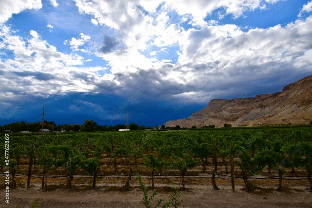 Vineyards in the mountains around Palisade, Colorado with dramatic dark storm clouds 