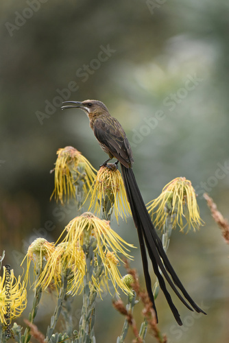 Male Cape Sugarbird (Promerops cafer) with characteristic long tail feathers photo