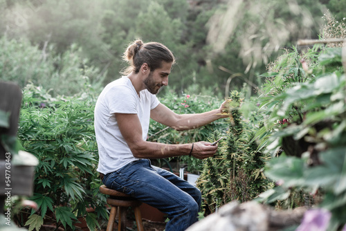 Caucasian young gardener smiling calm and relaxed working in a marijuana plantation
