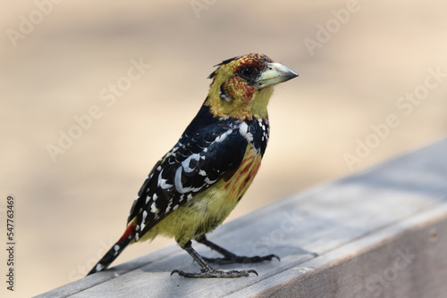 Crested Barbet (Trachyphonus vaillantii) sitting on wooden gate photo