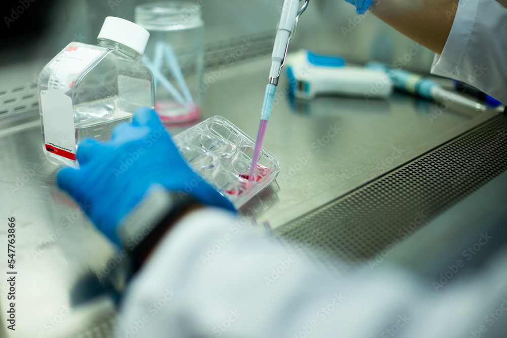 cell culture at the medicine, medical and cell culture laboratory cell culture at the medicine, medical and cell culture laboratory