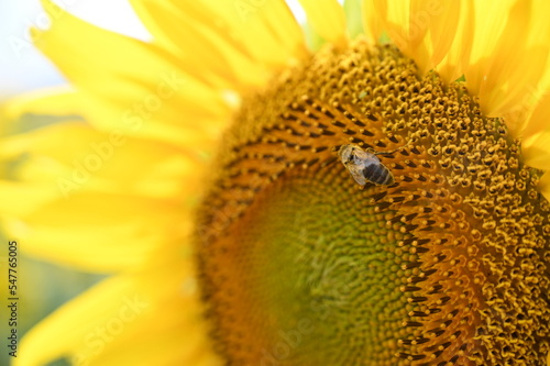 Sunflower and working bee