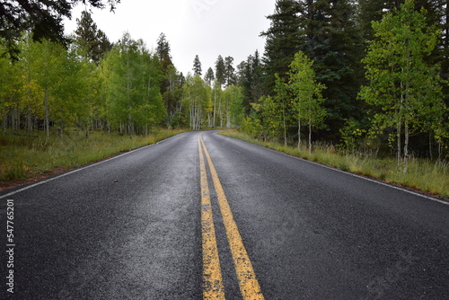 Black asphalt road with yellow road division line and autumn forest with pine and aspen