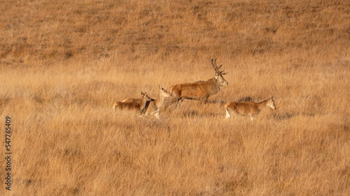 Deer in Field 3