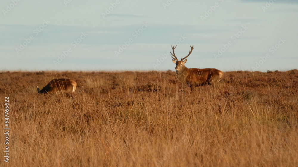 Fototapeta premium Deer in Field 1