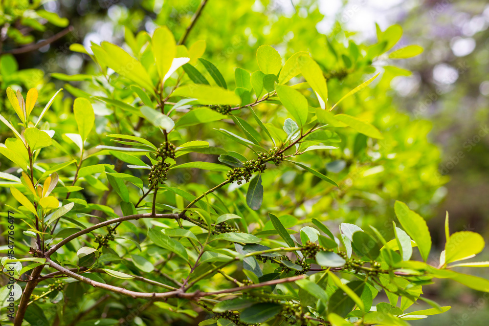 Leaves of the Yerba mate (Ilex paraguariensis) plant in Argentina Leaves of the Yerba mate (Ilex paraguariensis) plant in Argentina