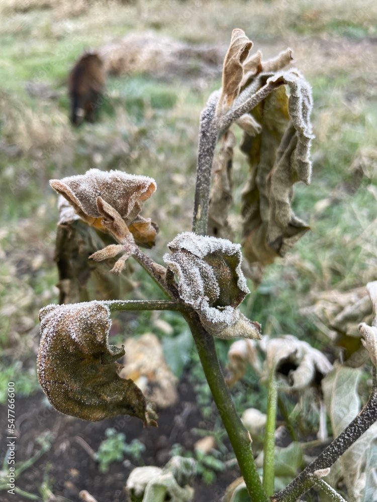 Fototapeta premium autumn greenery, grass in the morning