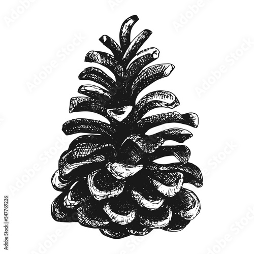 Pine cone, hand drawn vector image. Pine cone for decoration of Christmas and New Year banners, cards or nature backgrounds