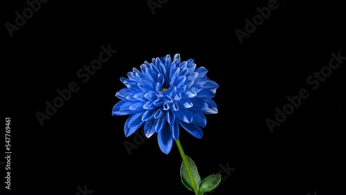 Blue Dahlia Flower Opens in Time Lapse on a Black Background. The Light Blue Plant Blooming and Wilting Fast
