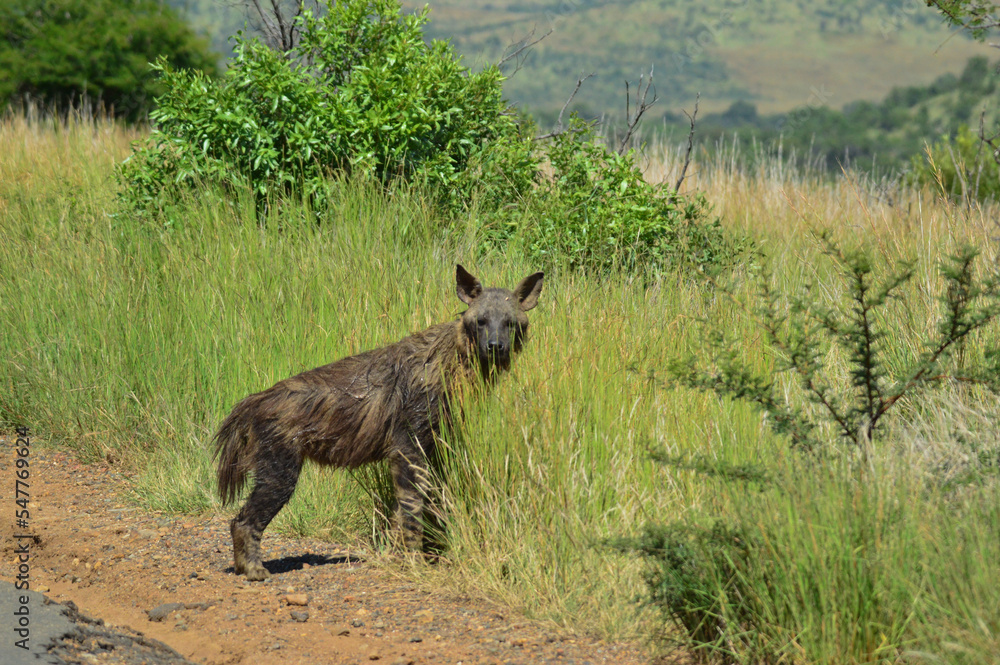 Close up portrait of elusive and endangered Brown Hyena (Hyaena brunnea) in Pilanesberg national park South Africa Close up portrait of elusive and endangered Brown Hyena (Hyaena brunnea) in Pilanesberg national park South Africa