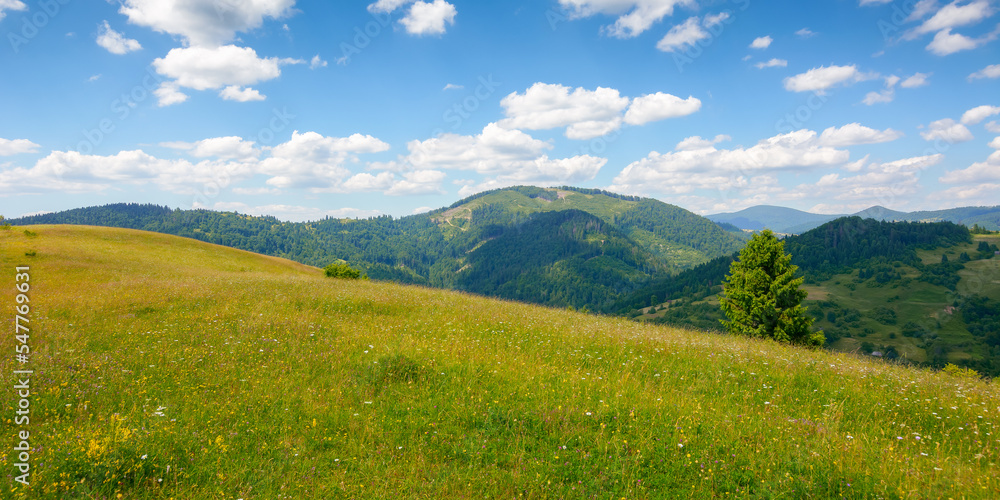 green field on the hill in mountains. wonderful carpathian countryside scenery on a sunny day with fluffy clouds. blooming herbs among the grass