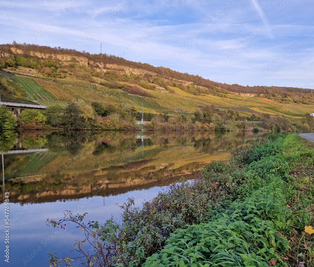 Obraz premium Reflection of vineyard in Mosel Valley during autumn, with leaf turning gold and yellow
