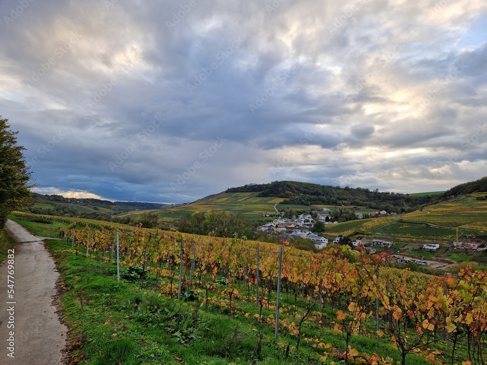 Reflection of vineyard in Mosel Valley during autumn, with leaf turning gold and yellow
