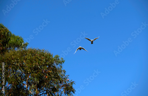 Little Corella  Cacatua sanguinea 