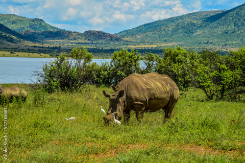 Dehorned White Rhinoceros in it s natural surrounding and landscape
