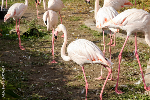 A crowd of pink flamingos on the shore