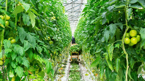 A seasonal farm worker with a cart takes care of tomato plants in a greenhouse. Technology of industrial cultivation of vegetables using hydroponics in a heated greenhouse. GMO vegetables production. photo