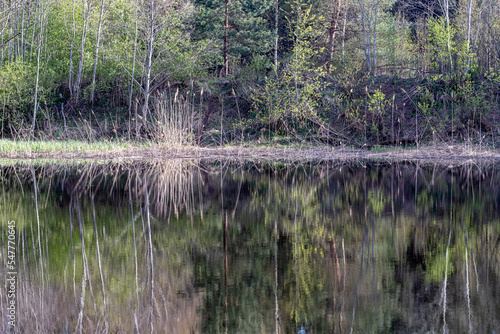 Forest lake, many trees, reeds. Reflection of trees in the water. Beautiful nature landscape