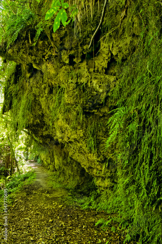 Overhanging cliff, entirely overgrown with ferns and mosses, along the Fenian Track, Kahurangi National Park, Karamea, West Coast, South Island, New Zealand  © Hans