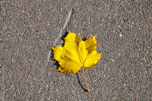 Yellow maple leaf on asphalt close up