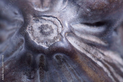 Schilderij op canvas Macro photography with aquatic fruit; water caltrop or water chestnut fruit; Tra