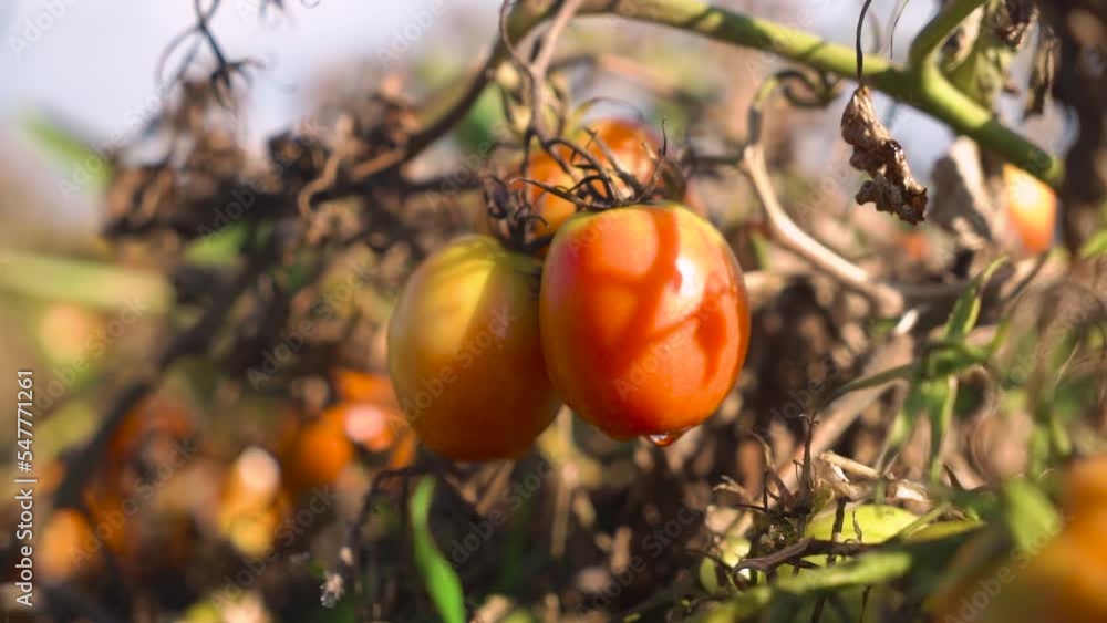 ripening natural tomatoes. close-up. field. ripening natural tomatoes. close-up. field.