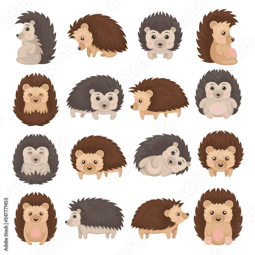 Cute hedgehog in various poses set. Adorable wild prickly animal cartoon vector