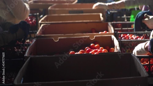 farmers sort red tomatoes by quality into boxes.
