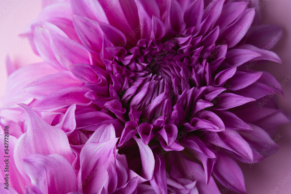 Pink flowers blossom natural background top view Pink flowers blossom natural background top view