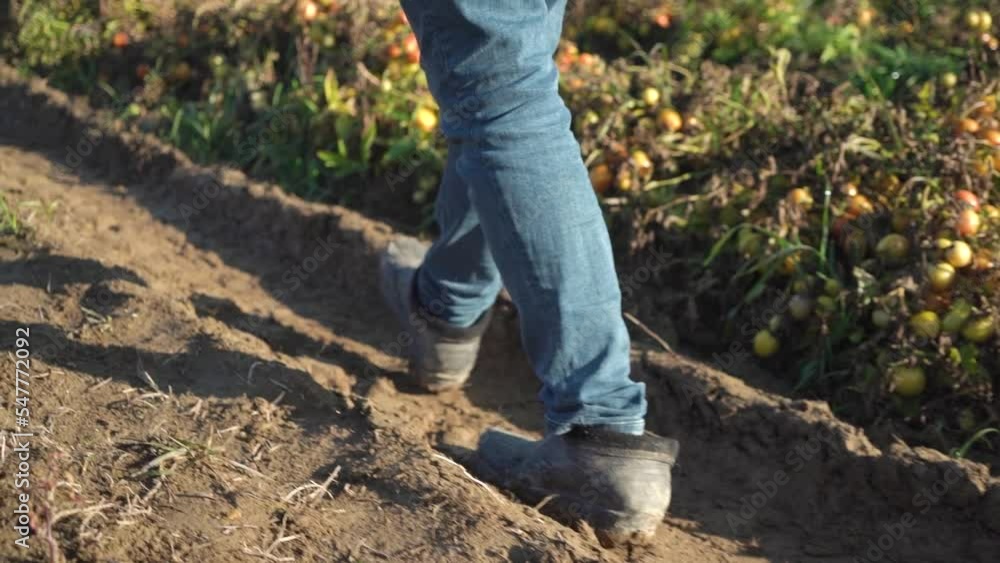 farmer walks through the field with a crop of tomatoes. close-up farmer walks through the field with a crop of tomatoes. close-up