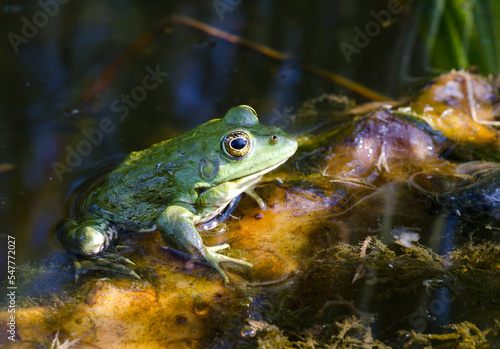Frog on a green lily leaf in the Dnieper river.