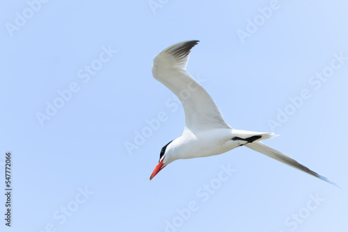 Caspian tern flying overhead