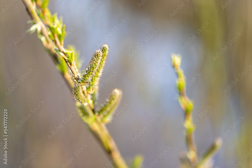 The impressive spring growth of the Goat willow catkins, taken backlit, in early morning. The impressive spring growth of the Goat willow catkins, taken backlit, in early morning.