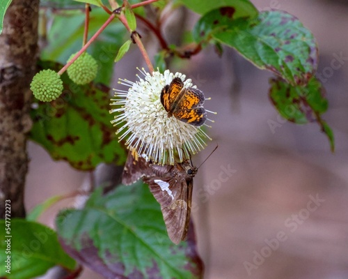 Selective focus shot of butterflies (Pearl Crescent, Silver-Spotted skipper) on a buttonbush photo