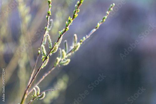 The impressive spring growth of the Goat willow catkins, taken backlit, in early morning. photo