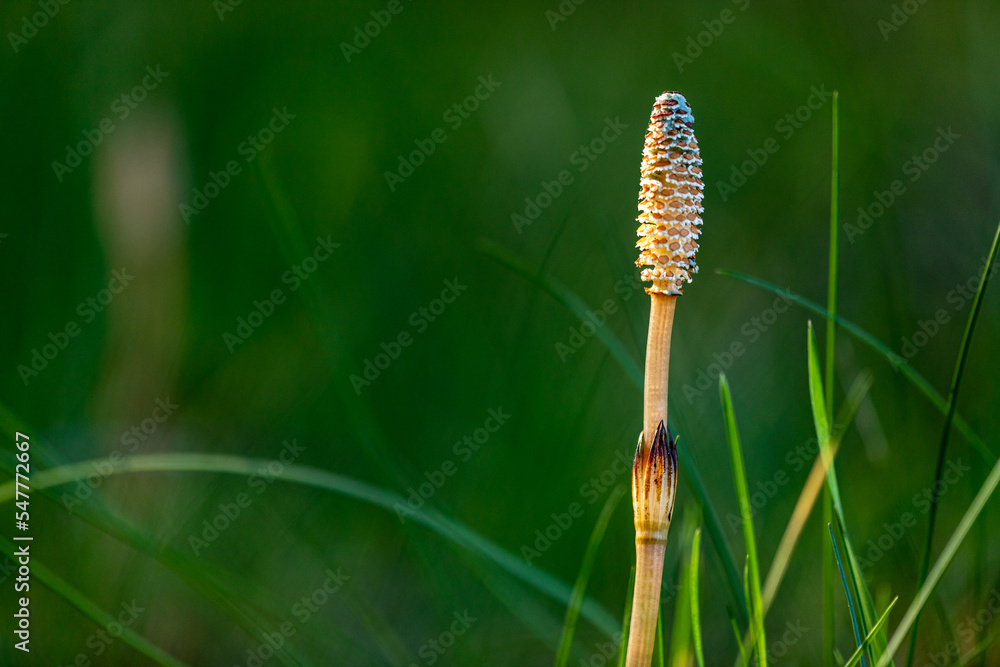 Equisetum arvense, a perennial herbaceous herb, in a meadow