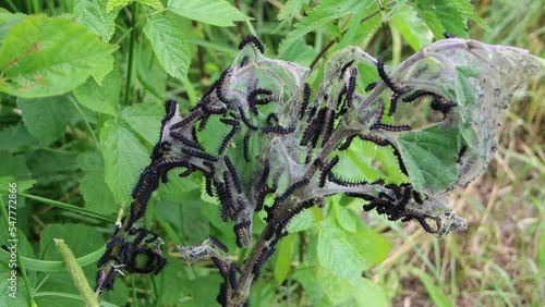 Silk nest with freshly hatched caterpillars of the peacock butterfly, also called Aglais io or Pfauenauge