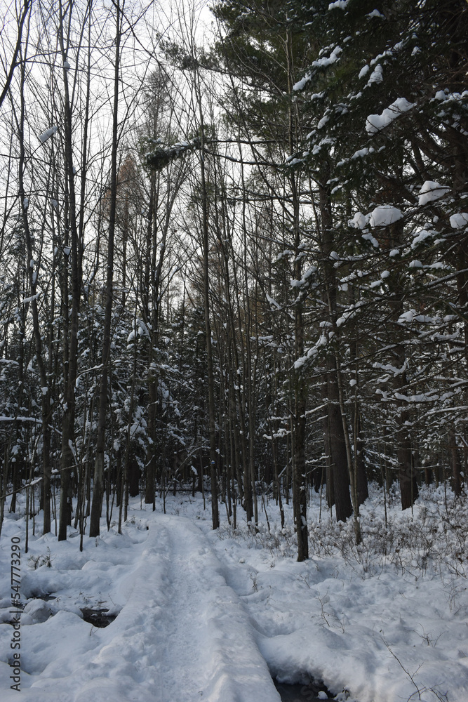 Fototapeta premium La Plaine 20 Novembre 2022