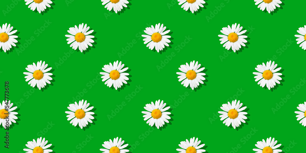 Chamomiles - Seamless floral pattern
