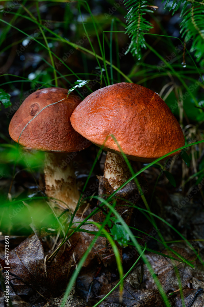 Two Leccinum mushrooms growing in the forest, edible mushroom with a red cap. Two Leccinum mushrooms growing in the forest, edible mushroom with a red cap.