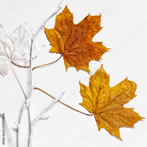 Yellow maple leaves and twigs