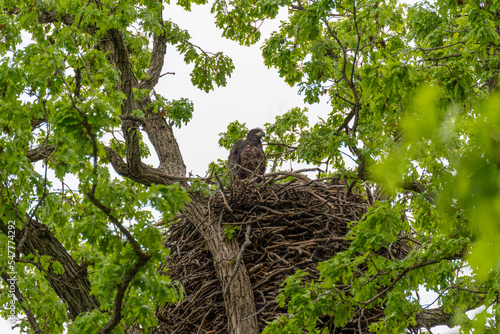Fototapete Juvenile Fledgling Bald Eagle In The Nest In Spring