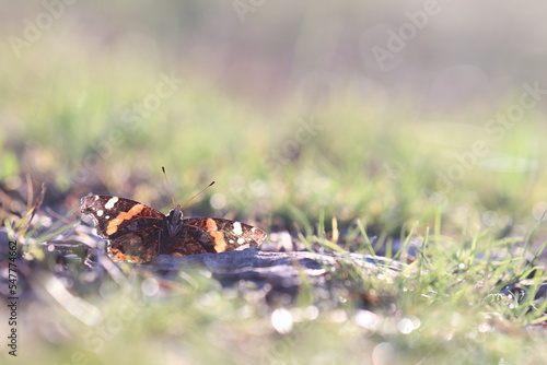 una farfalla vanessa atalanta nell'erba photo
