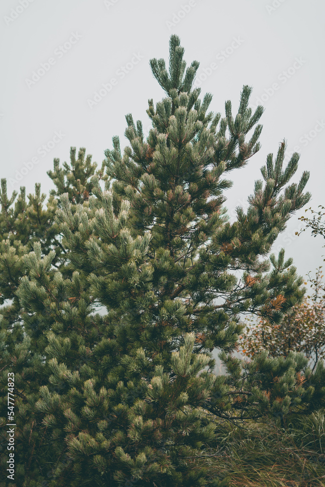 A pine tree on a moody morning.