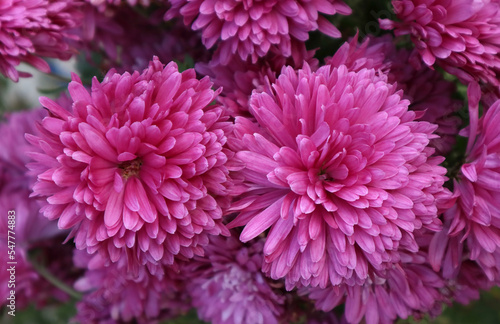 Pink chrysanthemum flowers in the garden 