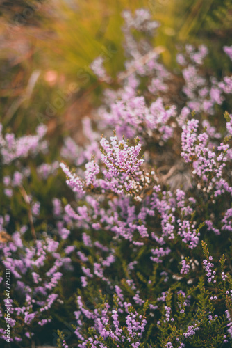 Pink flowers in the autumn in Norway