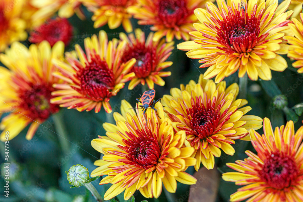Fototapeta premium beautiful bushes of chrysanthemum flowers yellow and red colors